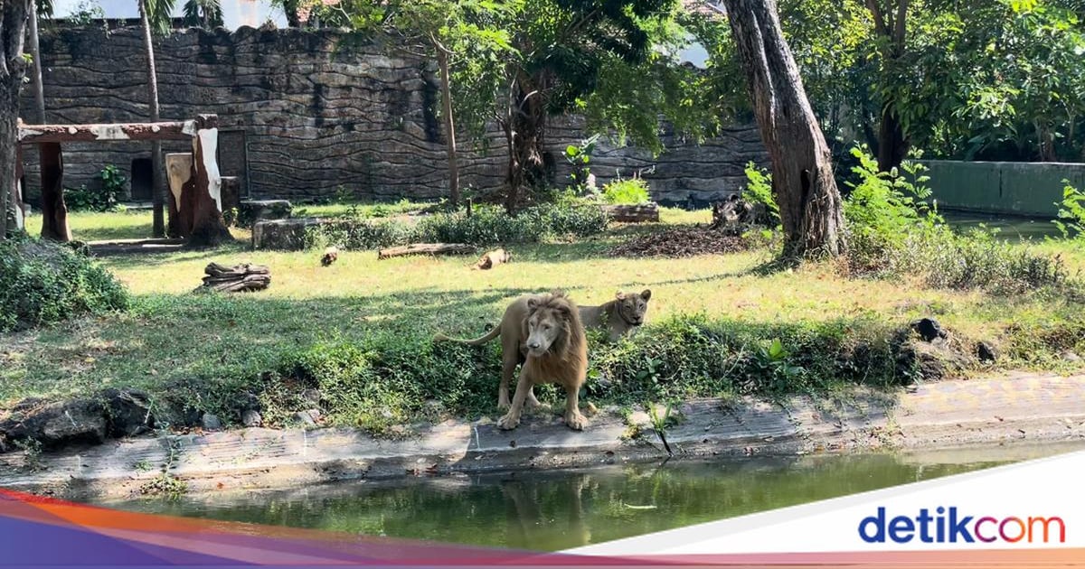 Kasus Korupsi KBS Picu Kekhawatiran Kesejahteraan Satwa