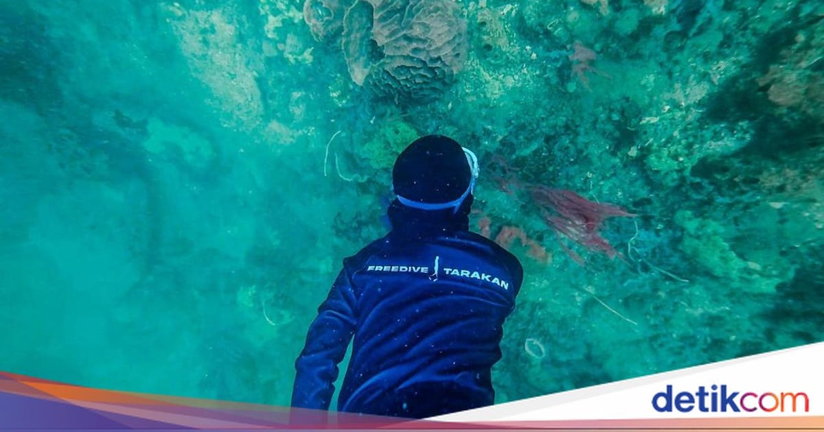 Kecantikan Terumbu Karang Tersembunyi di Laut Tarakan