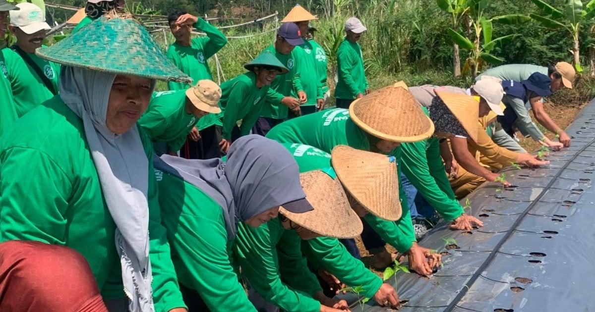 Pemprov Jateng Tanam Cabai Rawit 35 Hektare di Temanggung