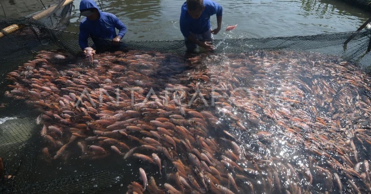 Penebusan Pupuk Subsidi Sektor Perikanan Capai 9,68 Persen