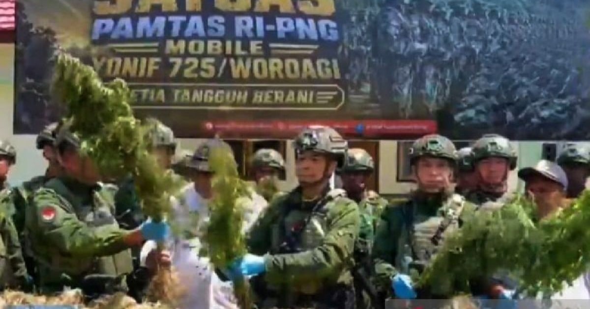 Satgas Yonif 725 Temukan 21.400 Batang Ganja di Yahukimo
