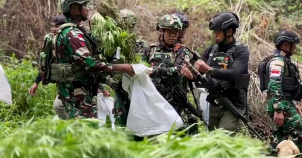 TNI Temukan 1.347 Batang Ganja di Hutan Pegunungan Bintang