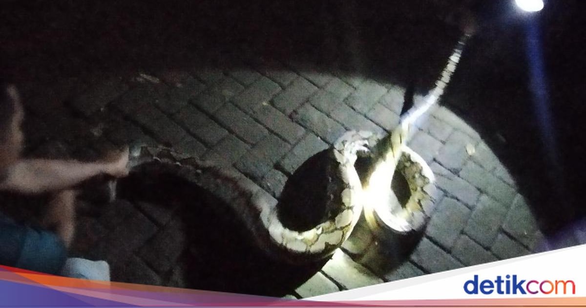 Warga Bogor Dikejutkan Penemuan Ular Sanca Melilit Kucing di Dapur